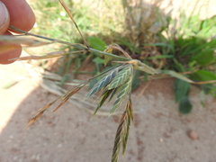 Bromus sitchensis