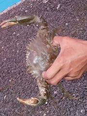 Portunidae