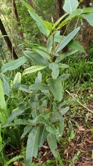 Triadica cochinchinensis