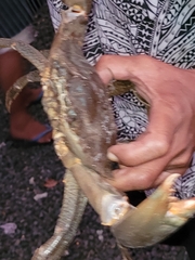 Portunidae
