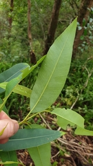 Triadica cochinchinensis