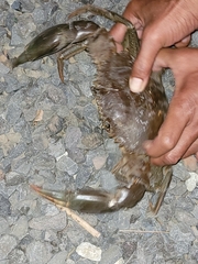 Portunidae