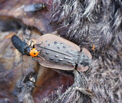 Creophilus erythrocephalus