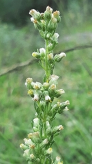 Laennecia sophiifolia