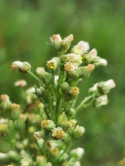 Laennecia sophiifolia