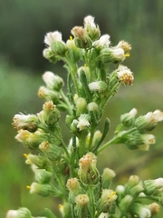 Laennecia sophiifolia