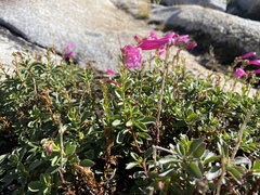 Penstemon newberryi