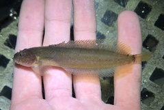 Slipskin Snailfish photo 5
