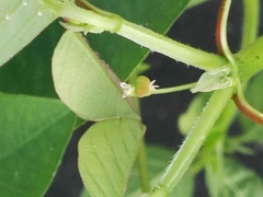 Euphorbia graminea