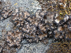 Umbilicaria cylindrica
