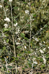 Populus alba