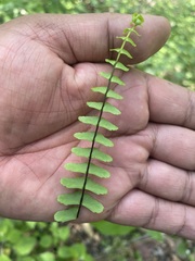 Asplenium monanthes