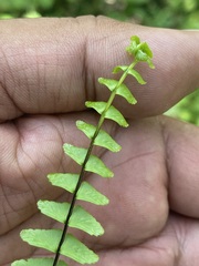 Asplenium monanthes
