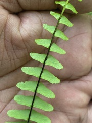 Asplenium monanthes