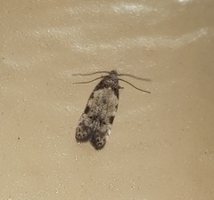 Taygete attributella