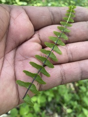 Asplenium monanthes