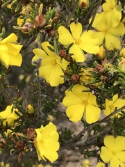 Hibbertia