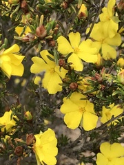 Hibbertia