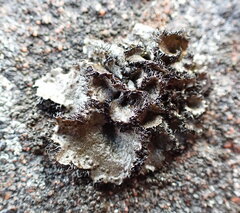 Umbilicaria cylindrica