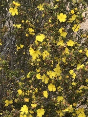 Hibbertia