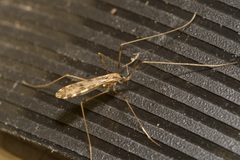 Ilisia maculata