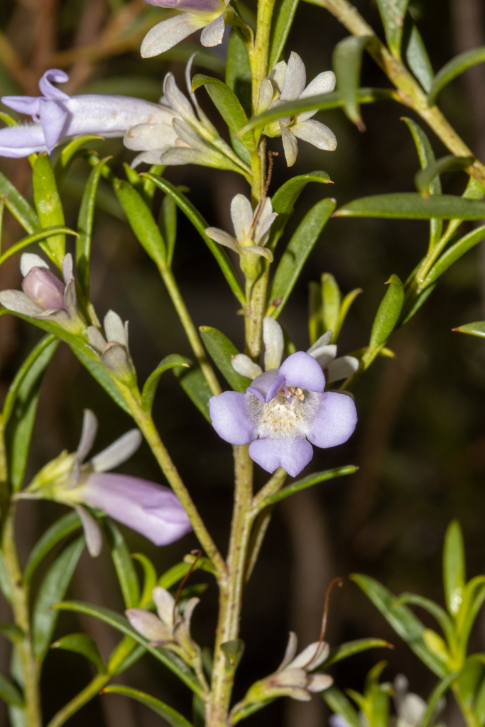 Eremophila psilocalyx