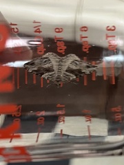 Xanthorhoe