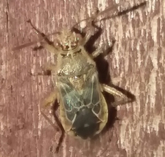 Liorhyssus hyalinus