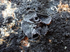 Umbilicaria proboscidea