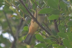 Iole propinqua innectens