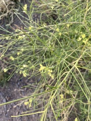 Sisymbrium altissimum