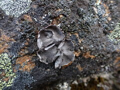Umbilicaria havaasii