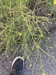 Sisymbrium altissimum