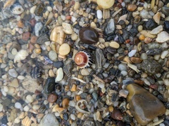 Bembicium nanum