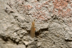 Molophilus