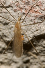 Molophilus