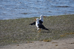 Larus pacificus