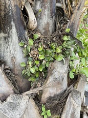 Pyrrosia eleagnifolia