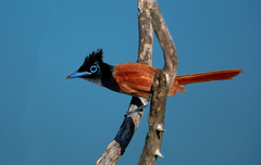 Terpsiphone paradisi