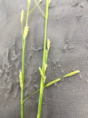 Glyceria notata