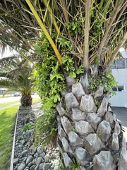 Pyrrosia eleagnifolia