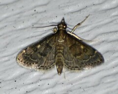 Steniodes declivalis