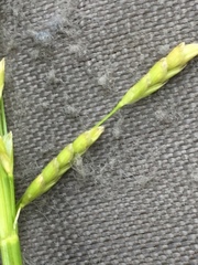 Glyceria notata