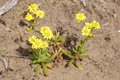 Senecio pinnatifolius