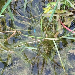 Pseudagrion microcephalum