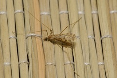 Ilisia maculata