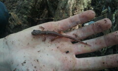 Ensatina eschscholtzii