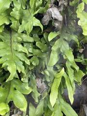 Microsorum pustulatum pustulatum