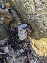 Austrocochlea porcata