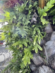 Microsorum pustulatum pustulatum